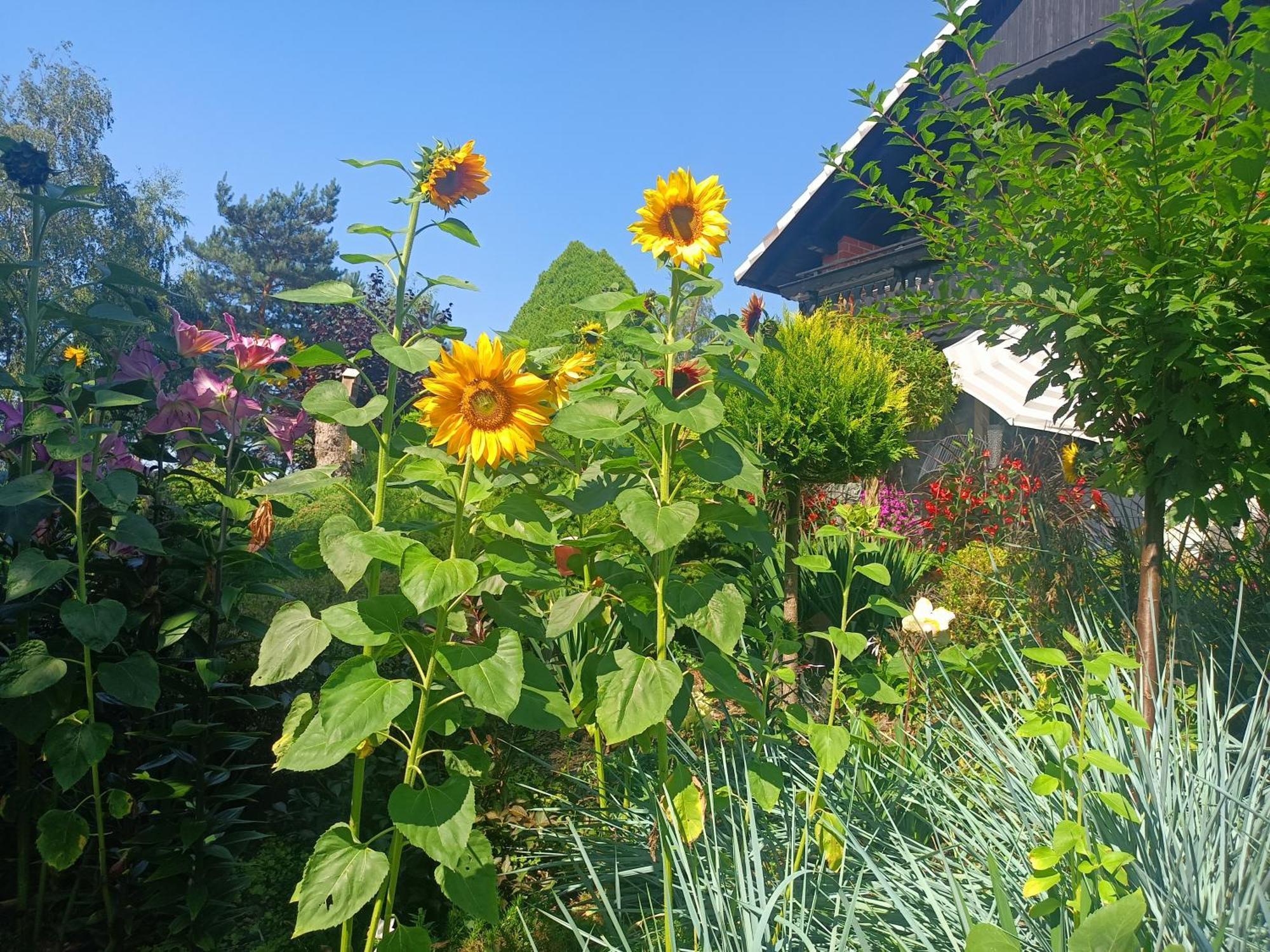 Hortus Apartament Z Klimatyzacja Boleslawiec  Esterno foto